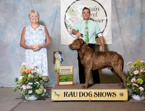 Congratulations New Champion “Ruger” CH Chessieville Bay Shall Not Bee Infringed JH DS