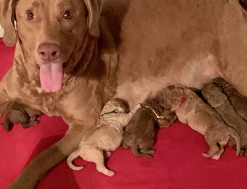 Welcome to our World. Dam and pups are doing well