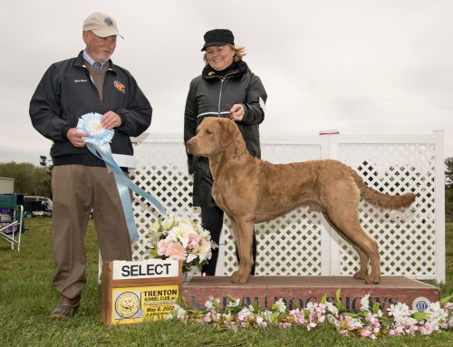 GCHB Chessieville Bay Stars N Stripes Forever DM CGC TKI RI earned his Bronze Title photo